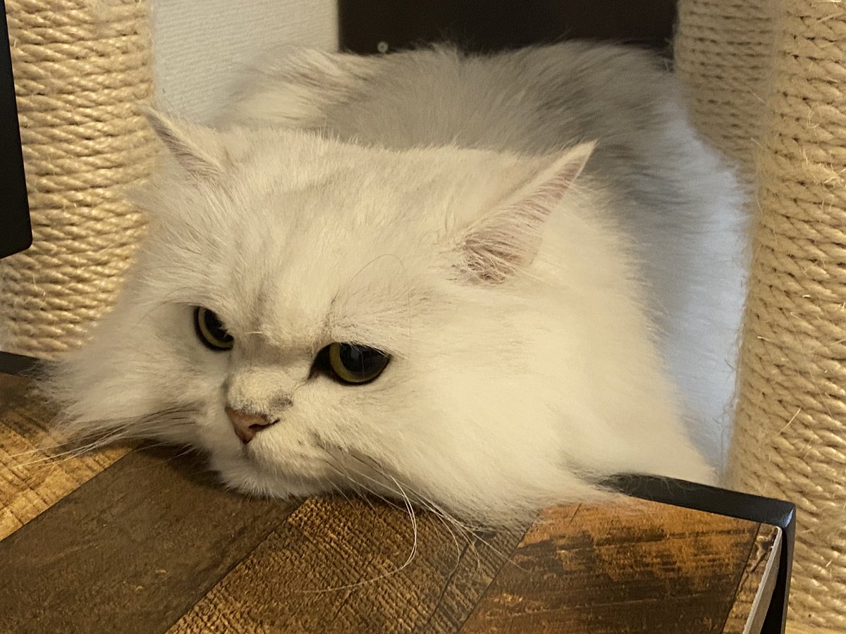 RG3DRMPtWWmPSv0's tweet image. サイドテーブルにアゴのっけてる。笑

#チンチラシルバー　＃猫写真　#猫のいる生活 #猫がいる幸せ  #猫好き　#アゴを乗せる猫