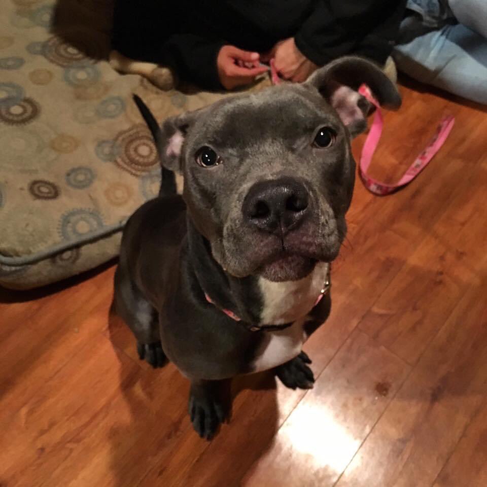 _SolarSarah's tweet image. How it started vs How it’s going 
The day sweet Belle came into our lives and now, years later enjoying her antics 💕