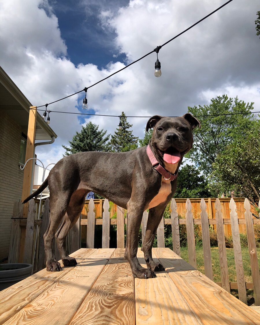 _SolarSarah's tweet image. How it started vs How it’s going 
The day sweet Belle came into our lives and now, years later enjoying her antics 💕