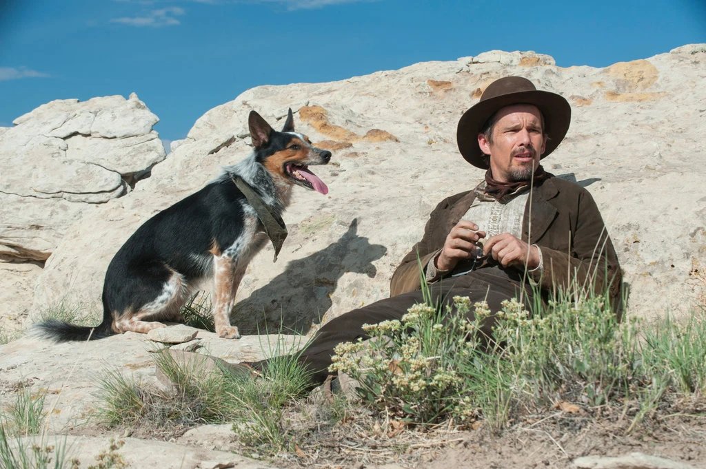 pelimancer's tweet photo. in a valley of violence - #DogsOnFilm ♥ https://t.co/7uuhyPdRCu