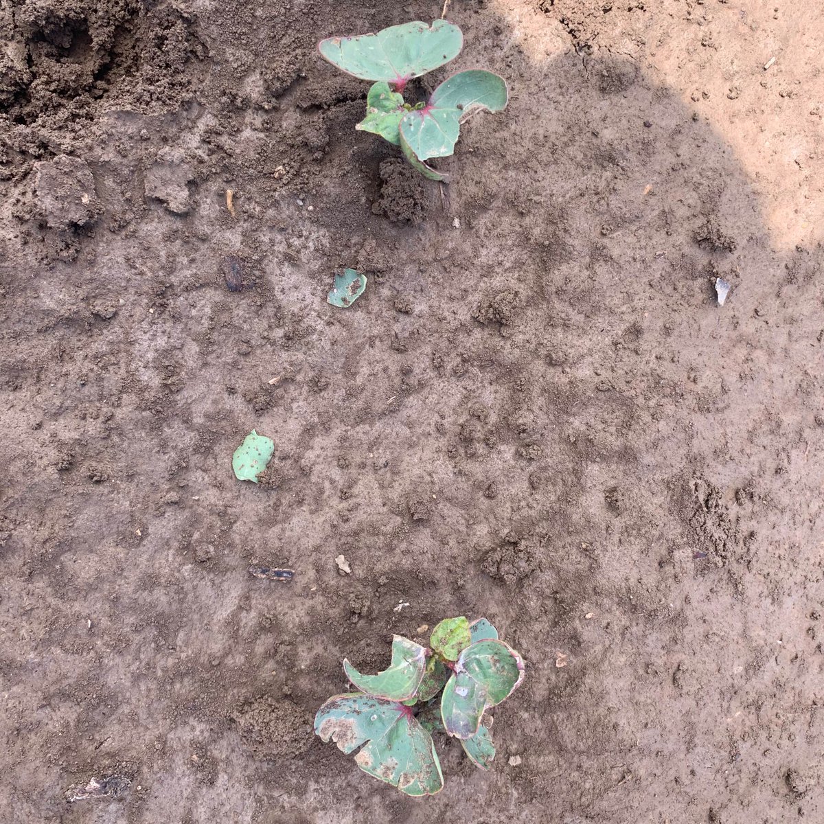 Hello hail, great reminder if your going to insure crops while these storms are around it’s probably a good time. Can bring myself to show you the other hail damage...🥴😭