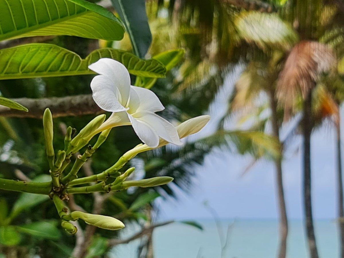 abgikang's tweet image. With its large sensor, you don't need portrait mode to capture natural out of focus blur like this. #Note20Ultra5G