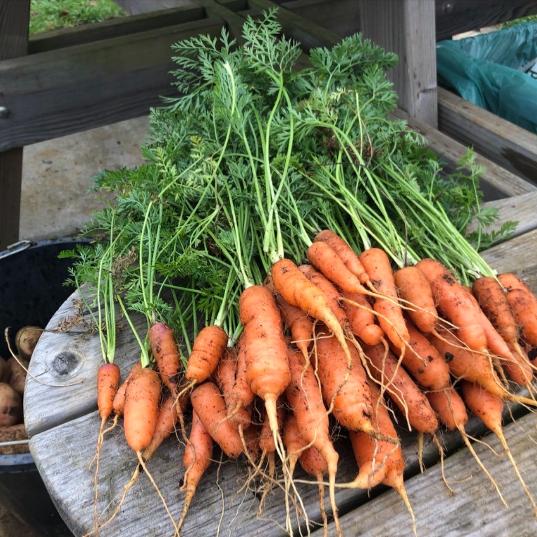RestoreNpton's tweet photo. From allotment to table in 24 hours. These organic fresh carrots were sown from seeds donated, grown and harvested by participants on the Allotment project, and given to a very grateful large family at Northampton Food Bank. You can't more fresh &amp; free than that! https://t.co/n7ZiSEejgU