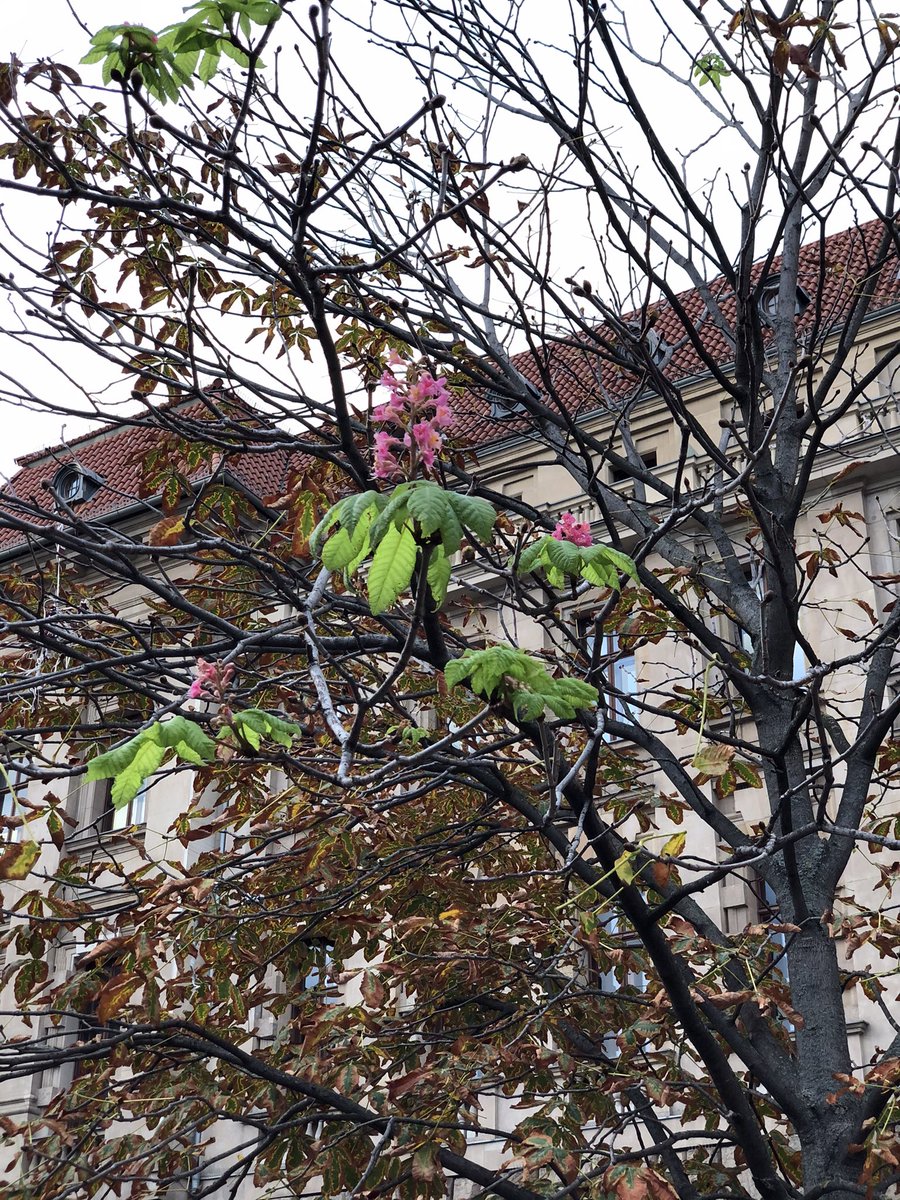 Lisette1701's tweet photo. Ich habe gegoogelt. Das ist eine Notblüte, d. h. der Kastanienbaum bereitet sich auf sein Absterben vor. 😢 #DyingTree https://t.co/xKg5jXD4R1