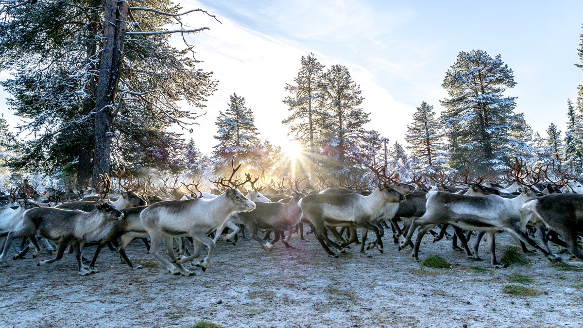 Porokello's tweet photo. Poroja on nyt paljon liikkeellä. Säännöllinen Porokello -sovelluksen käyttö parantaa liikenneturvallisuutta poronhoitoalueella.

Kuva: Lappi materiaalipankki / Markus Kiili
#porokello #liikenneturvallisuus #poro #lappi https://t.co/9QTkvNbFpc