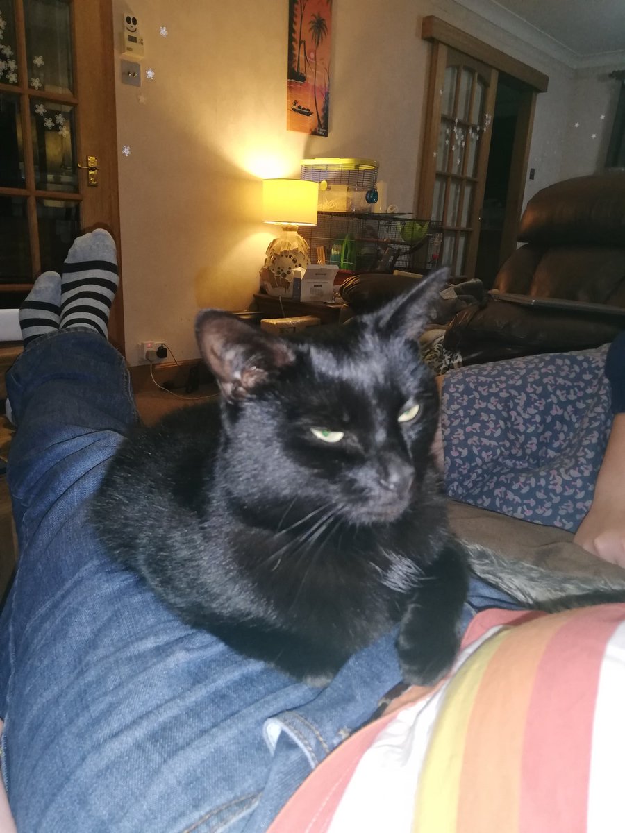 Solasonach's tweet photo. @ThePurrrcast https://t.co/v6J4C8rqIm