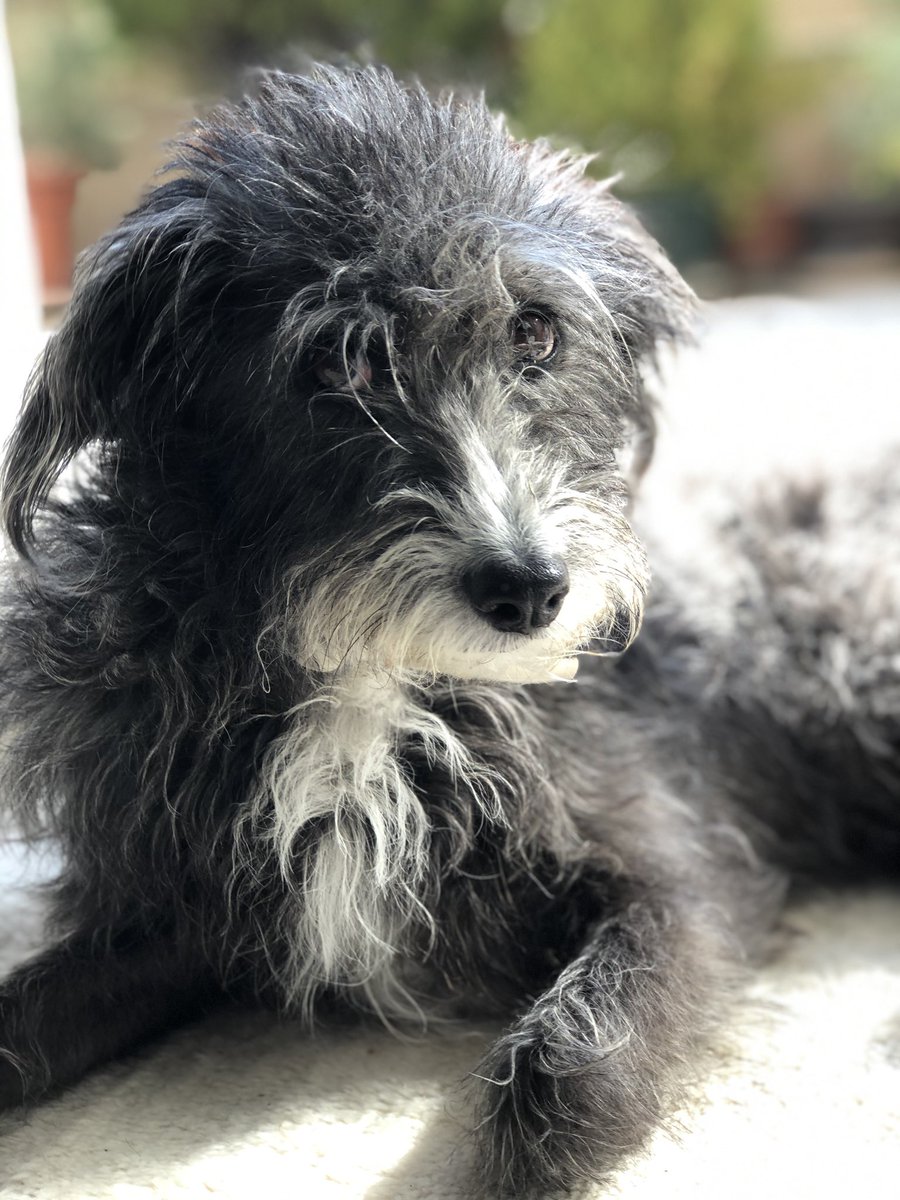 Вистинската убавина е што во оваа 2020 кучешка година добив неповторлива можност речиси секој ден по цел ден да бидам со мојата Луси. Најдобро поминати 7 години за двете! ❤️
Патем, секогаш вдоми, не купувај! 🐾