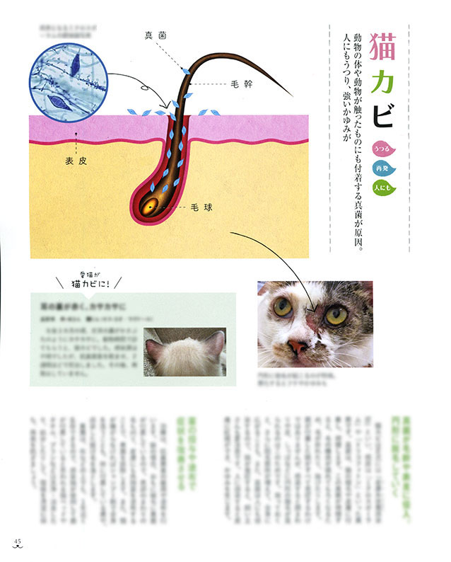 【仕事】
ベネッセ「ねこのきもち」12月号
図解「うつる」「再発する」病気ページの
イラストレーションを担当しました。
猫ちゃんと同居されている方は、是非!
https://t.co/rjK4F1hxD0 