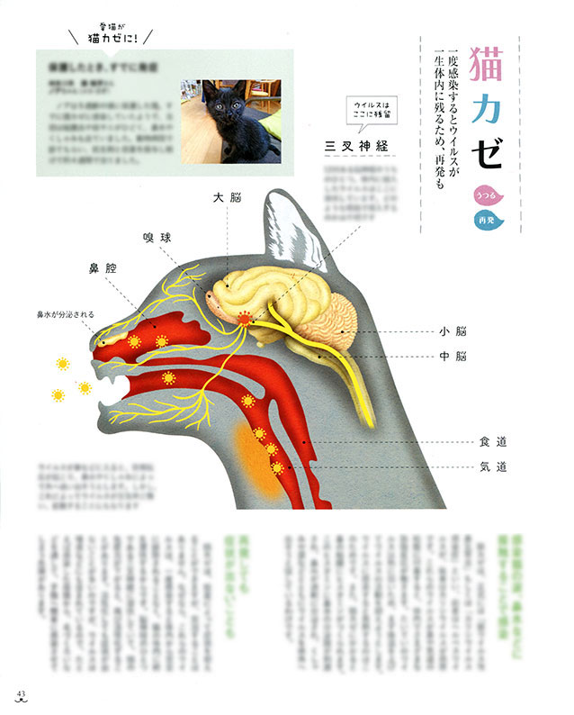 【仕事】
ベネッセ「ねこのきもち」12月号
図解「うつる」「再発する」病気ページの
イラストレーションを担当しました。
猫ちゃんと同居されている方は、是非!
https://t.co/rjK4F1hxD0 