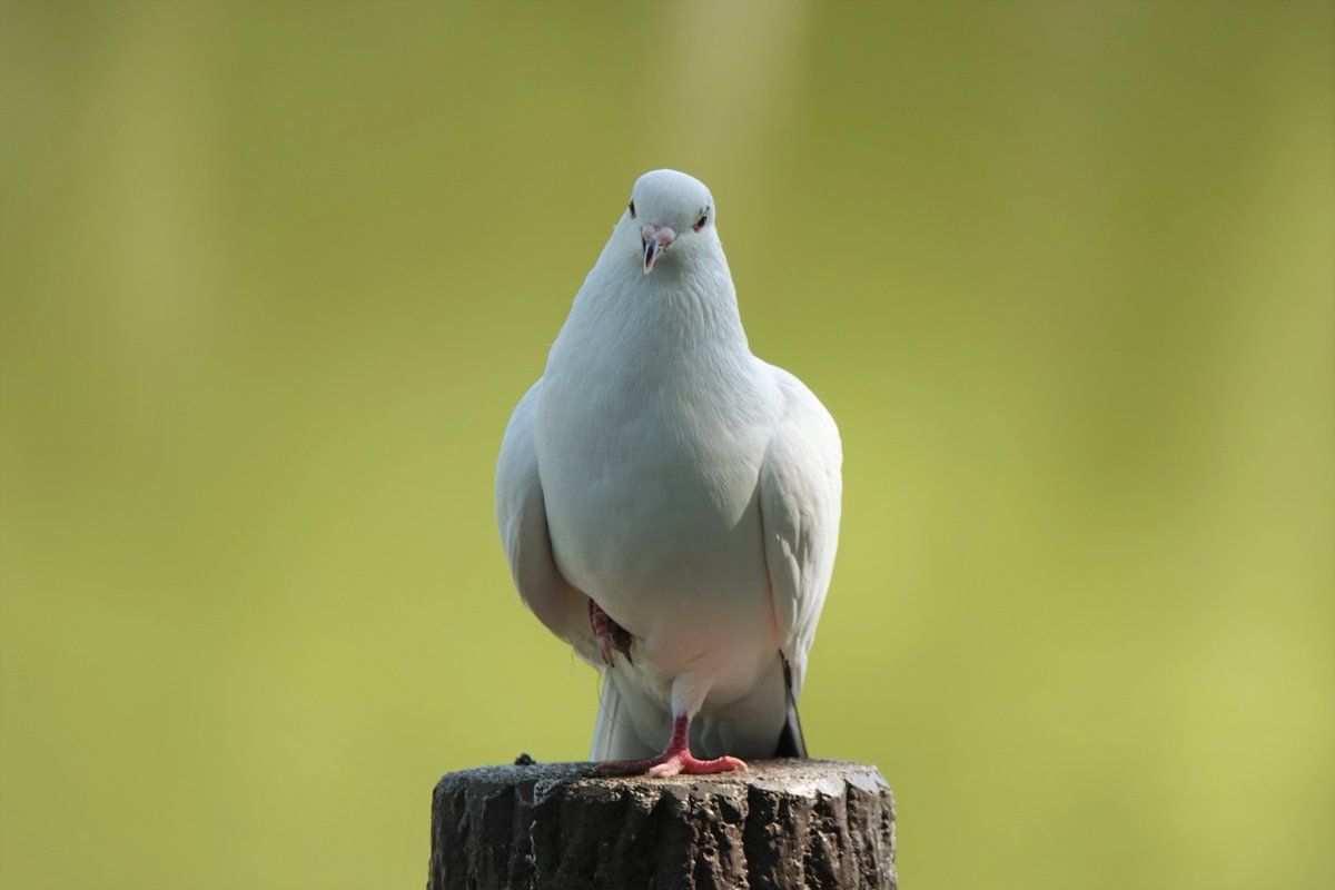 renren_hungry's tweet photo. 釣り糸を足に絡ませたハトさん。

捨てられた釣り糸や針に、野鳥が足など体の一部を絡ませて傷ついたり、命を落とすケースが依然として後を絶ちません。

使用者は出したゴミを持ち帰る。最低限のマナーと良識を守って欲しいと思います。 https://t.co/NPX8ScHKt4