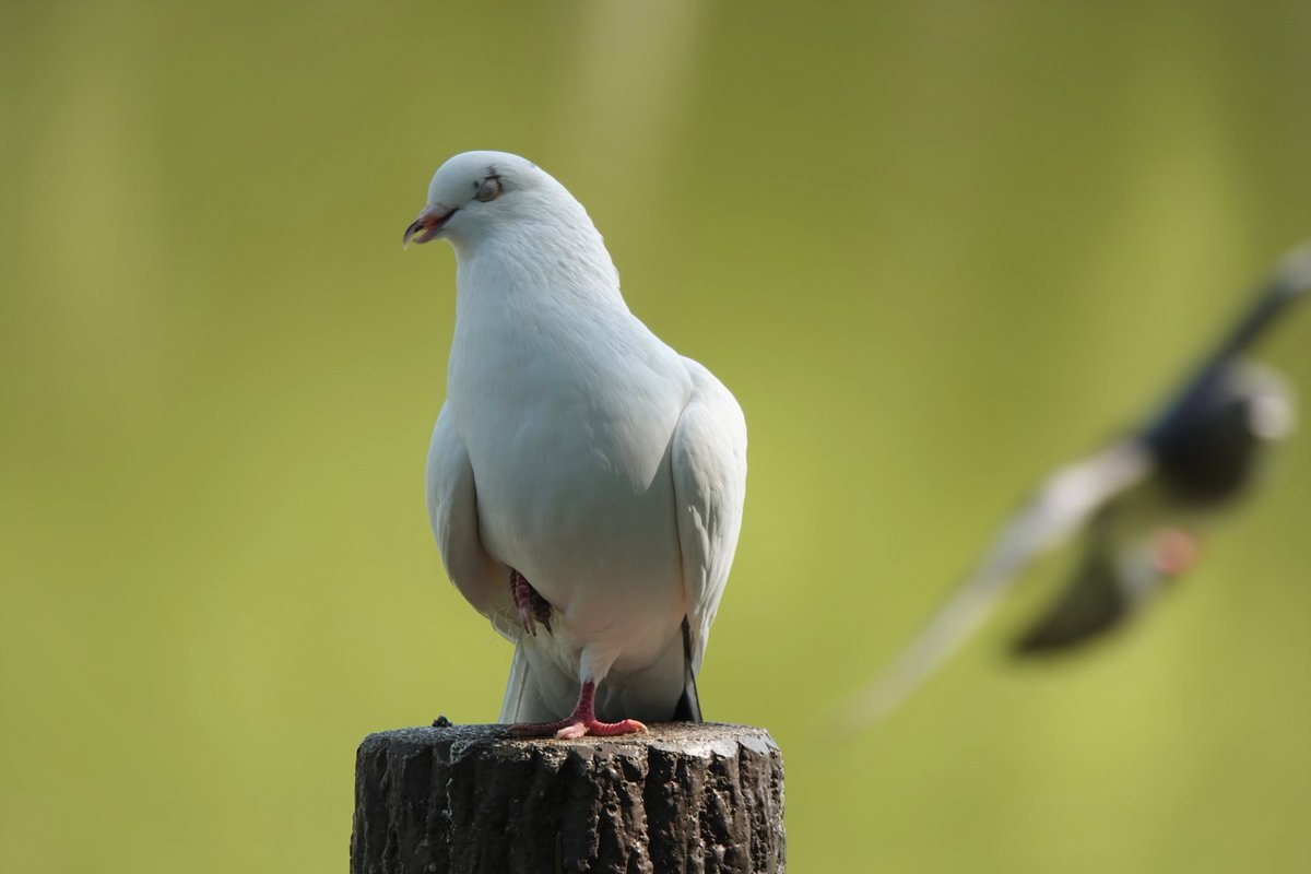 renren_hungry's tweet photo. 釣り糸を足に絡ませたハトさん。

捨てられた釣り糸や針に、野鳥が足など体の一部を絡ませて傷ついたり、命を落とすケースが依然として後を絶ちません。

使用者は出したゴミを持ち帰る。最低限のマナーと良識を守って欲しいと思います。 https://t.co/NPX8ScHKt4