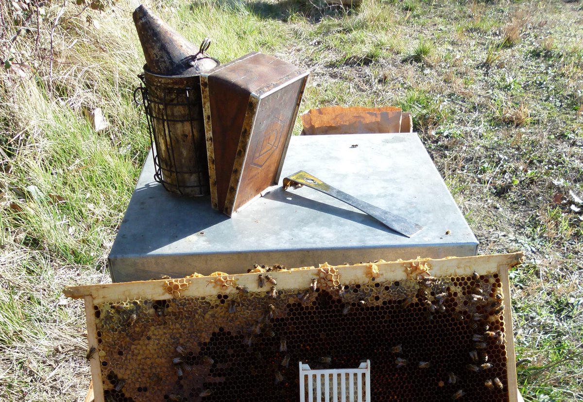 ITSAPinstitut's tweet photo. L’interruption estival de couvain comme stratégie de gestion intégrée pour un contrôle efficace du varroa en Europe.
https://t.co/FwgyTaBXqN
#Apiculture #Abeilles #Itsap #Ruches #Miel #GeleeRoyale https://t.co/NcIPUE2uzP