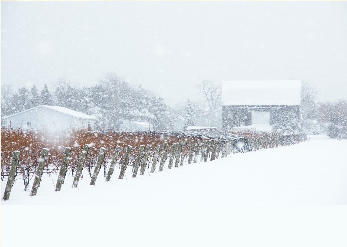 IcewineA's tweet photo. When the sky falls... a snow flurry, an essential part of IceWine's terroir.
#Icewine #Icewineafrica #Inniskillin #Snowvineyard #Vineyard #Terroir #unique https://t.co/suIRnhlSOk