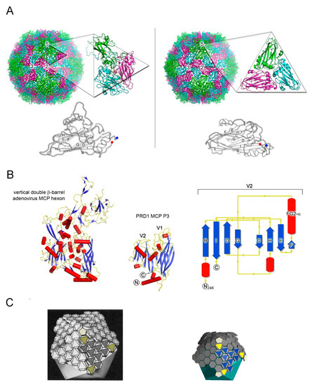 Viruses Mdpi Superimposition Of Viral Protein Structures A Means To Decipher The Phylogenies Of Viruses View Full Text T Co Mo6c1lacru This Article Belongs To The Special Issue In Memory Of Michael Rossmann