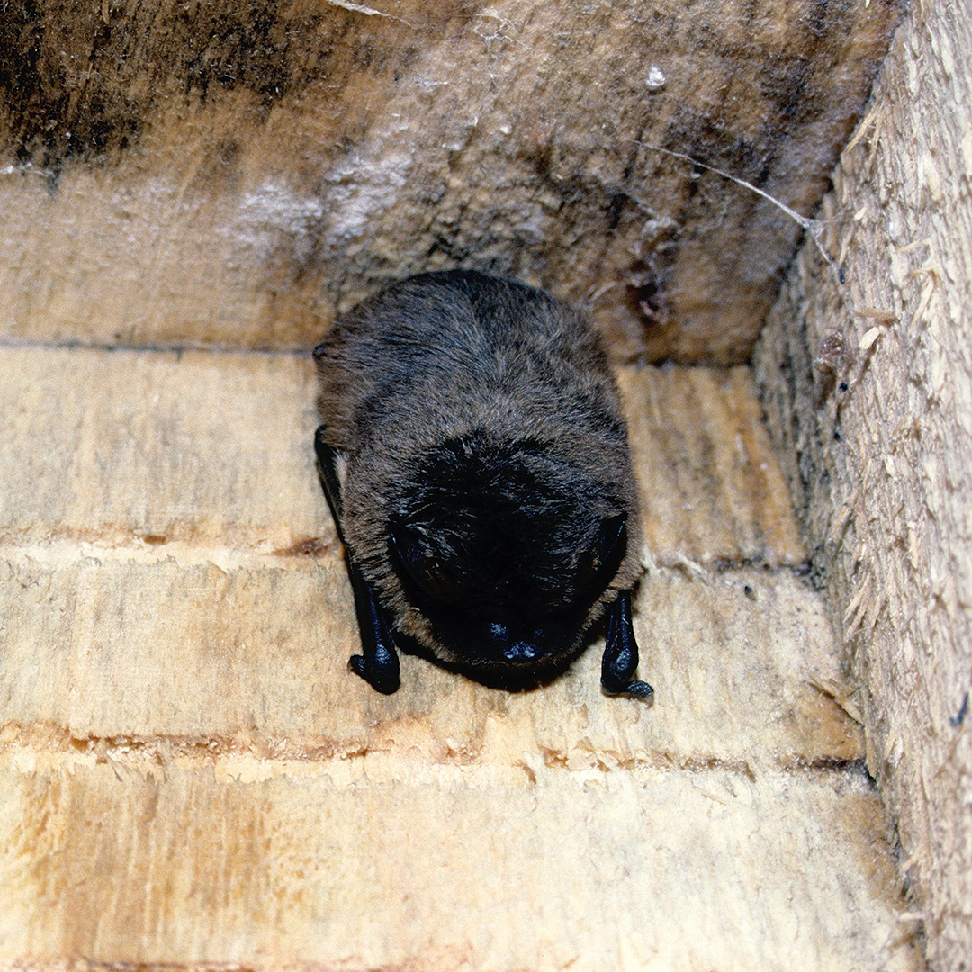 EngNewForest's tweet image. Ask a child what bats feed on and some will certainly say ’blood’! British bats are insect feeders, feeding mostly on midges, moths and beetles. A single pipistrelle bat can eat up to 3,000 insects in one night!

#WildlifeWednesday #Halloween #Bats 🦇