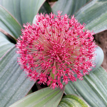 Sākusies jaunā sēklu pasūtīšanas sezona. Pasūtīt sēklas no Volmary, Benary, Sakata un citiem katalogiem vēlams līdz decembra sākumam. Vēlāk veiktajiem pasūtījumiem piegāde būs iespējama tikai uz vasaras sākumu. Lai labi dīgst!