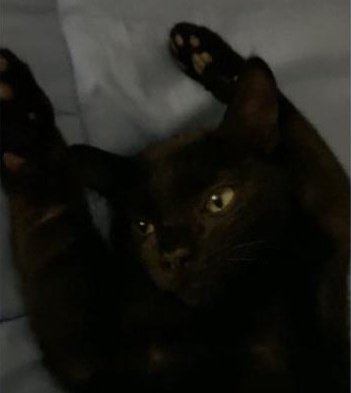 SulliCoboBe's tweet photo. ¡Gatunos días! 🖤

1.Yo despertándome.

2. Sigo en la cama replanteándome si merece la pena vivir. https://t.co/VbYot3vTtC