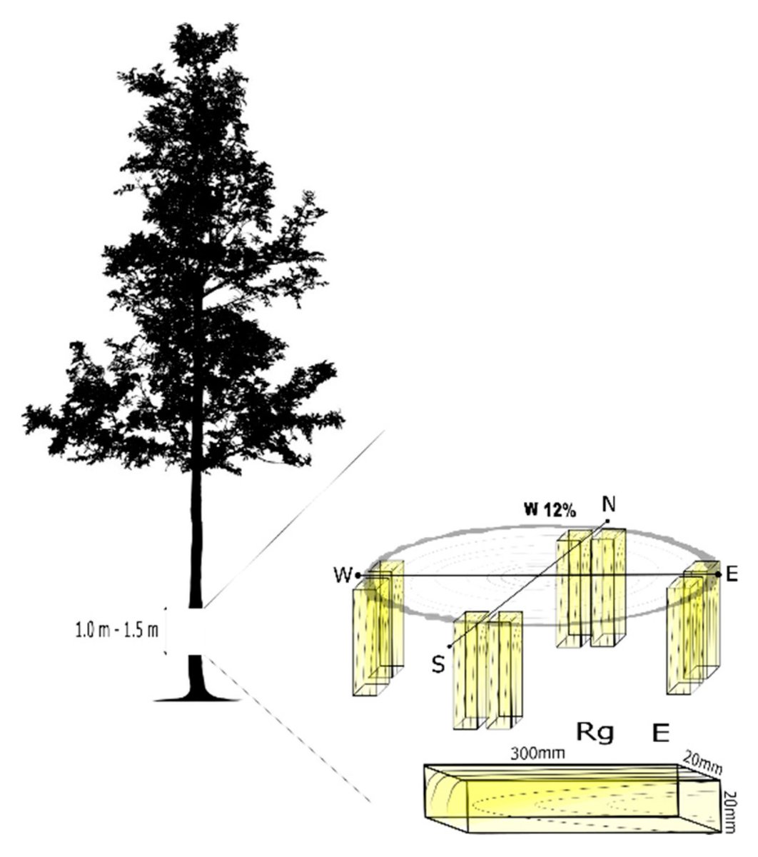 wltdpoznan's tweet image. &quot;Influence of the Tree Decay Duration on #MechanicalStability of Norway Spruce #Wood&quot; by Tomasz Jelonek et al., researchers from @wltdpoznan, in @Forests_MDPI: mdpi.com/1999-4907/11/9….
#BialowieżaForest #Norwayspruce #modulusofelasticity #hazardoustrees #treedecay