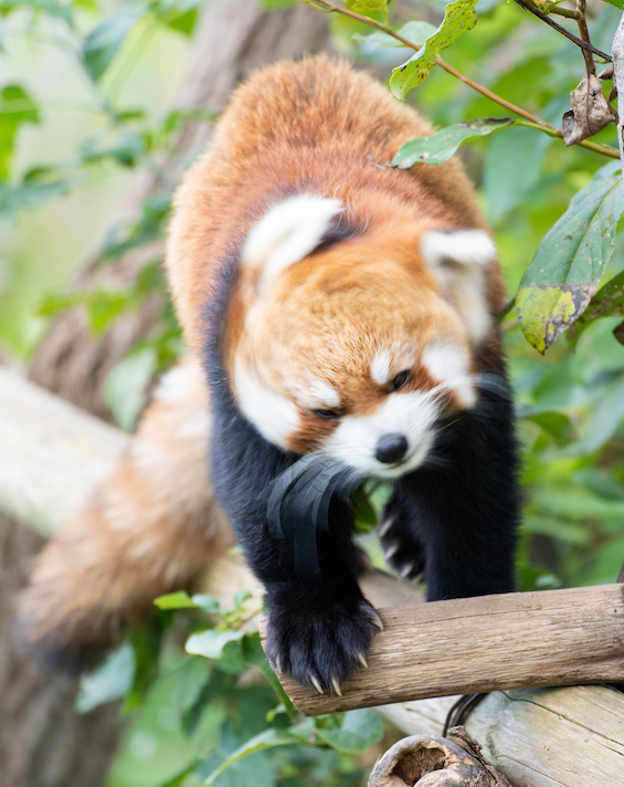 KondouKazumasa's tweet photo. ぶるぶる
#redpanda #レッサーパンダ #円山動物園 #pikkupanda https://t.co/twZGNdCg5O