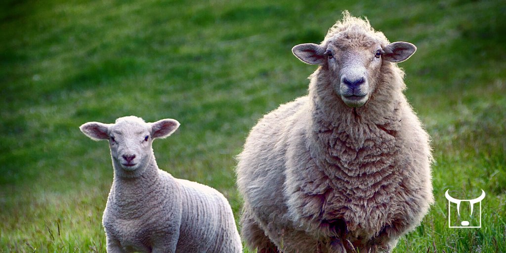 WholeHealth_Ag's tweet photo. This week's blog, Herbs for Sheep, comes from Liz Morgan. Read all about her experiences with herbs and homoeopathy here: https://t.co/qBtJmjg6uL

#Sheep #Homeopathy #AlternativeFarming https://t.co/cjjQ3e6bot