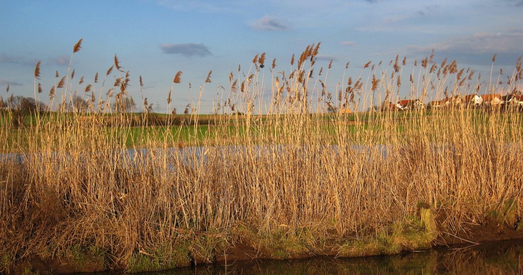 greenheartspace's tweet photo. Today marks the beginning of the #ReedMoon in the Celtic Tree Calendar.
To the Celts, this month hailed the end of the year, a time to cull the livestock and to connect with ancestors. How will you be honouring this time of year? https://t.co/jzHJcANpLS