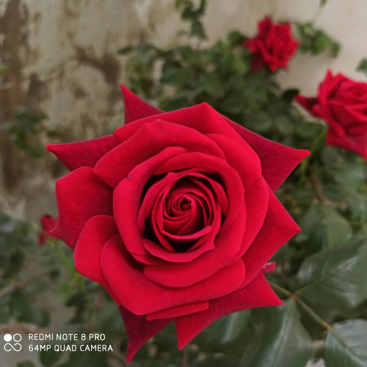 abdallahfakhoor's tweet photo. #صورة_ملف_شخصي_جديدة https://t.co/fankJ0TCgR