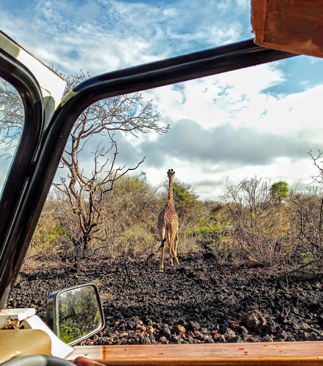 Kim_the_miss's tweet image. Game drive 🚙 #CBeyond @TECNOMobile254 😍 🦒