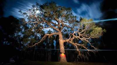 MonicaJasmineM1's tweet photo. Sacred Directions Tree, 350+ years old, was violently and unceremoniously cut down on the 26th of October, 2020. As children wailed.

We demand that the remains of Her body be returned to Djab Wurrung Country

#DjabWurrung 
#DirectionsTree 
#ReturnDirectionsTreetoDjabWurrung https://t.co/xex2nJ5SYa