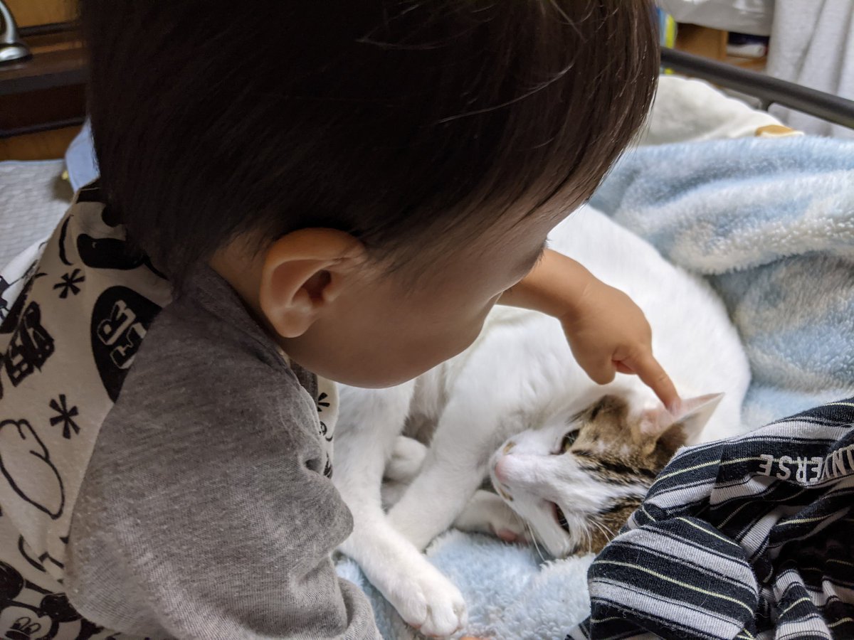 karakoro72's tweet photo. 息子、ミミを覚えた。

#ころん #保護ねこ #猫のいる生活 #1歳4ヶ月 #猫とこども https://t.co/1LVFm1pPCK