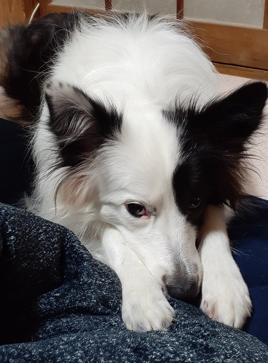 アメリはボーダーコリー Amelie 0109 Twitter