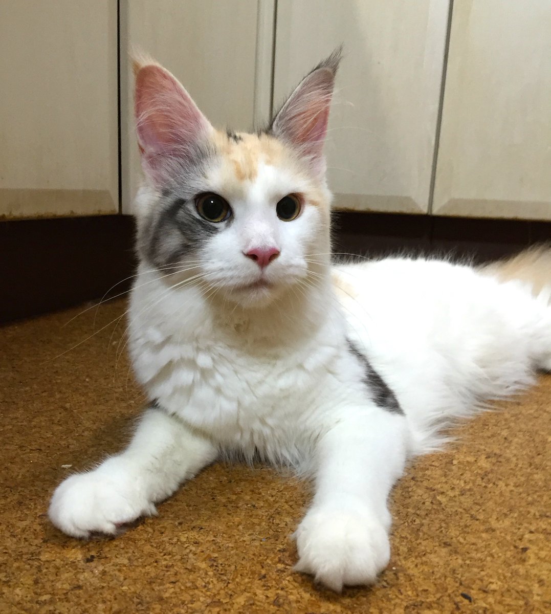 メインクーン三毛猫 メインクーン三毛猫