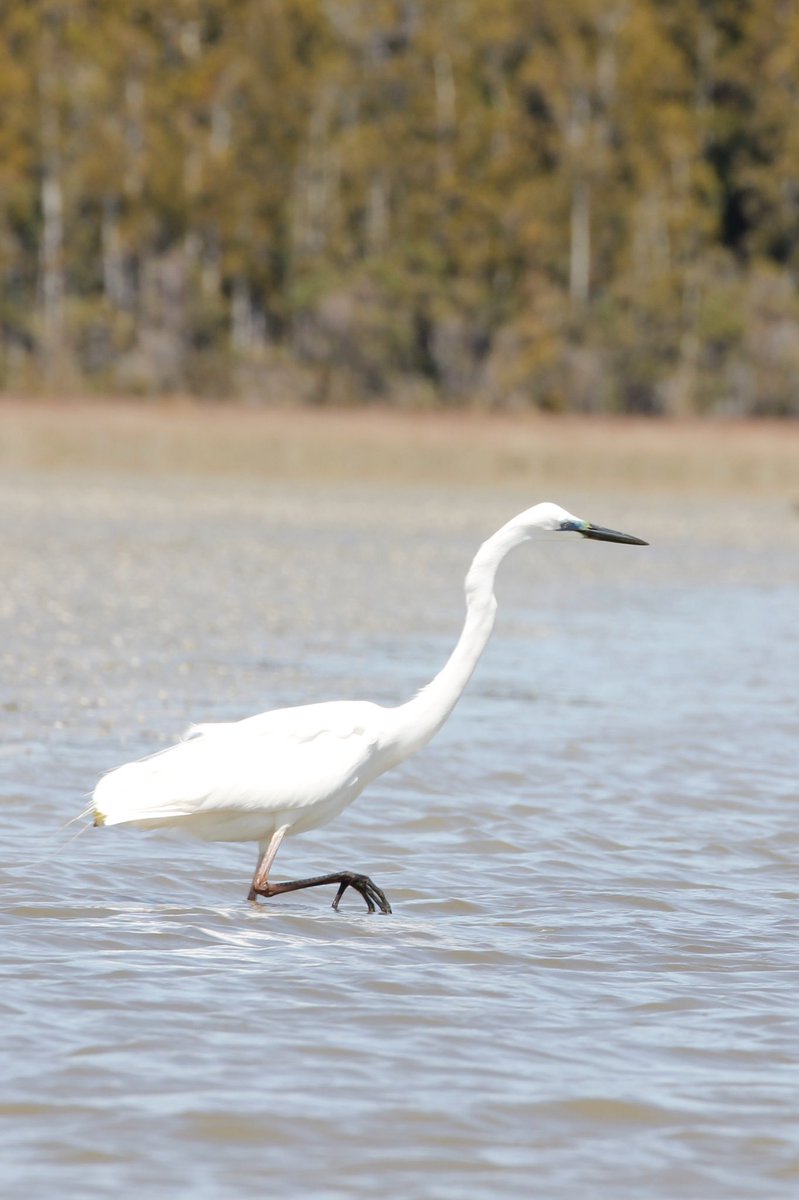 Pretty special to see a Kōtuku #whiteheron at Okarito. Rare in NZ with a population of just 100–120 birds but common around the world. It’s also the bird on our $2 coin #nzbirds