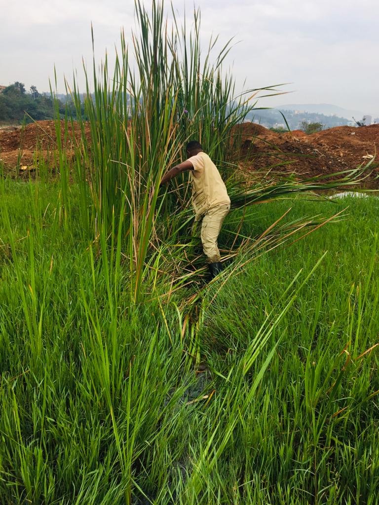 GuideRwandan's tweet photo. Good news is that now you may find "African open bill stork" @ Rwandex Wetland Birds Conservation project area

Keep up team!

#REMA
#RDB visit Rwanda
#RWBC project team
#City of Kigali https://t.co/Qa4CvA95WF
