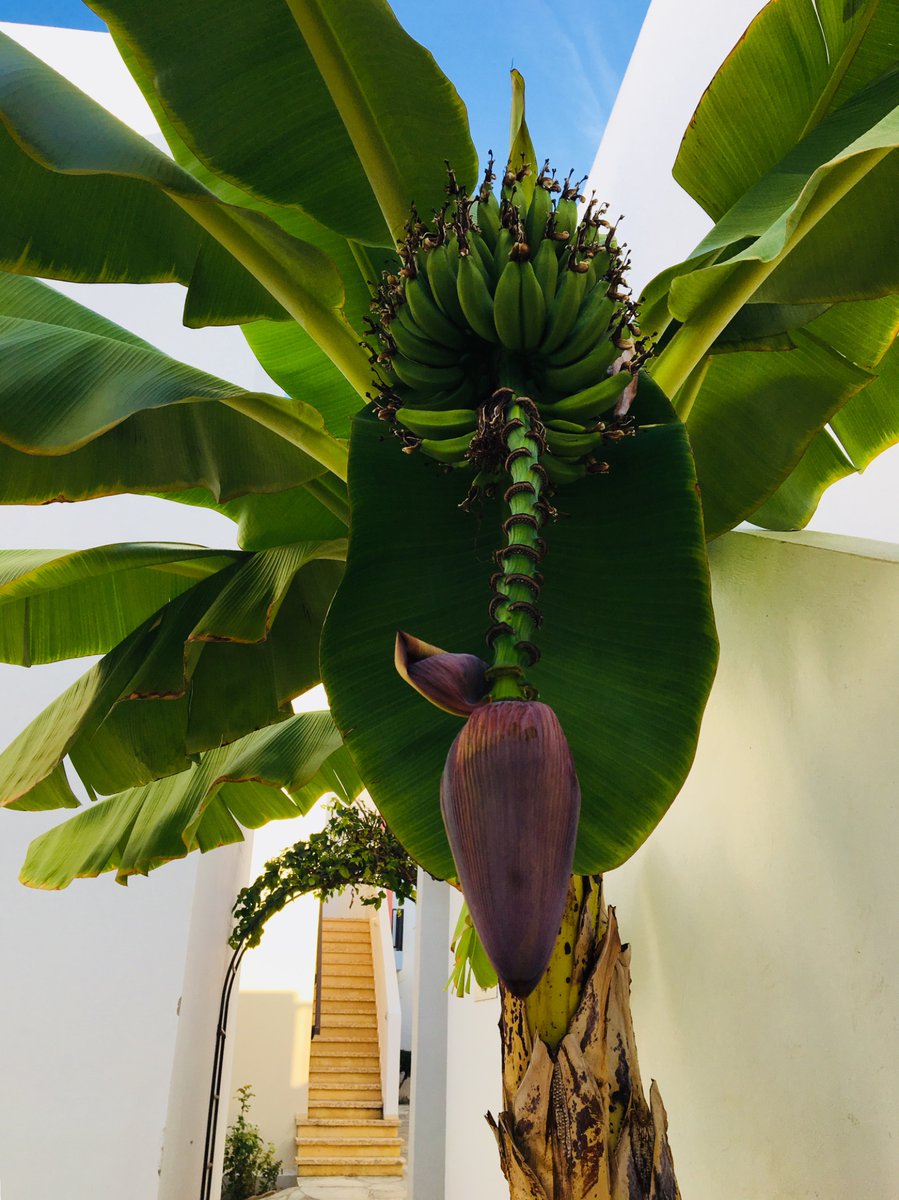 Bananas outside my hotel apartment in Cyprus. Botanically speaking they are berries, they are also a joy