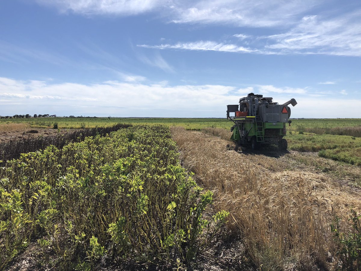 AmyKeeley_'s tweet photo. #SARDI Pt Lincoln team reaping our early sown #pulses &amp; wheat at Tooligie on the #EP. Can’t wait to see these comparisons. TOS1 = 2nd April. TOS2 = 6th May. #southernpulseagronomy @GRDCSouth @theGRDC https://t.co/QrDx2KxfNu