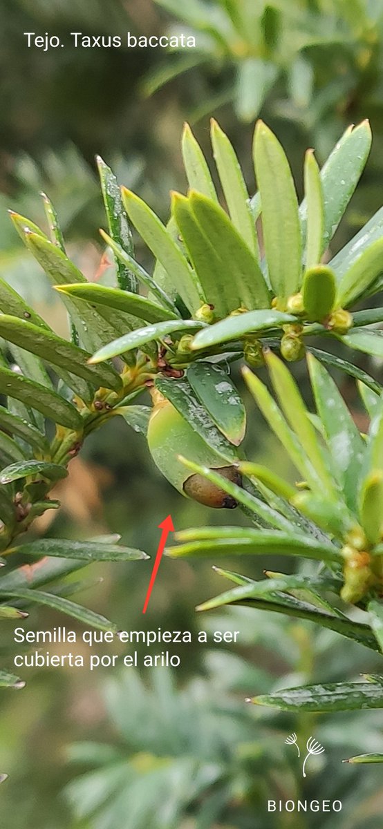 OrmazabalIon's tweet photo. El tejo /Taxus baccata. 🇬🇧 Yew.
4 cosicas sobre este 🌲de gran porte:
1️⃣ "No fruit no fun". El tejo no produce frutos. Pertenece al grupo de las gimnospermas.
Y esas formas rojas tan llamativas? Se llaman arilos y protegen la semilla. https://t.co/2vyrpJu824