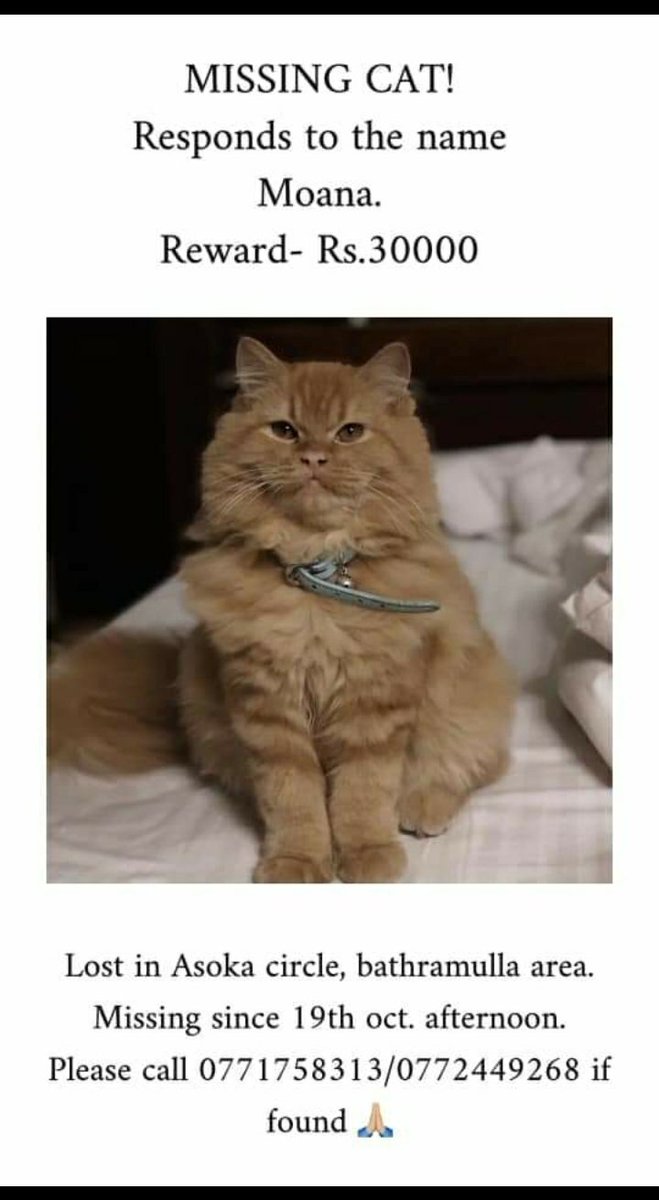 Kalpanee Gunawardana On Twitter Missing Cat Lka Rs 30 000 Reward Last Seen In Battaramulla Kalpanee Gunawardana On Twitter Missing Cat Lka Rs 30 000 Reward Last Seen In Battaramulla