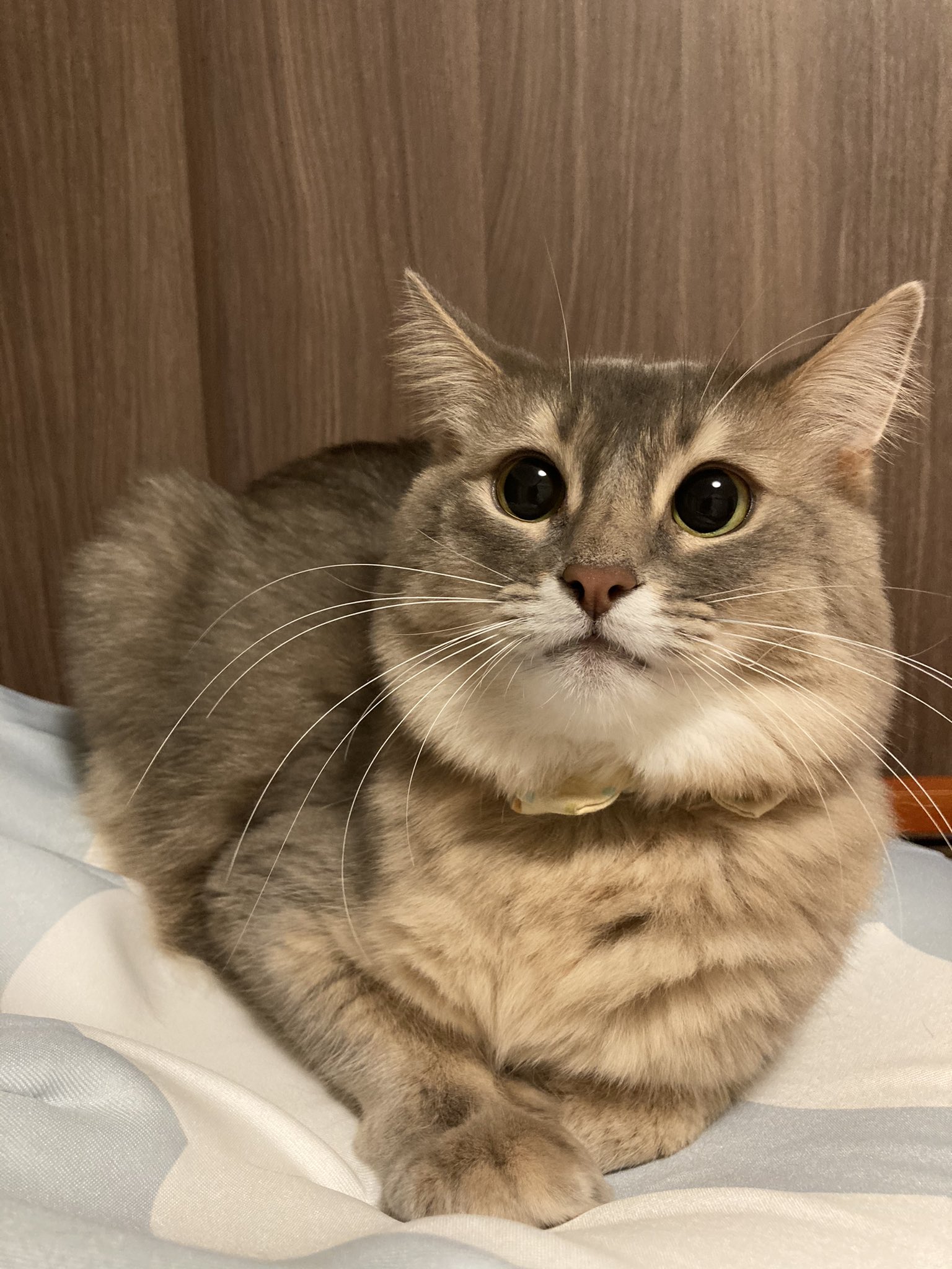 ふに かんたま 怒った顔も可愛い ソマリ ソマリブルー 猫写真 猫好きさんと繋がりたい T Co Zs3ryrnfjy Twitter