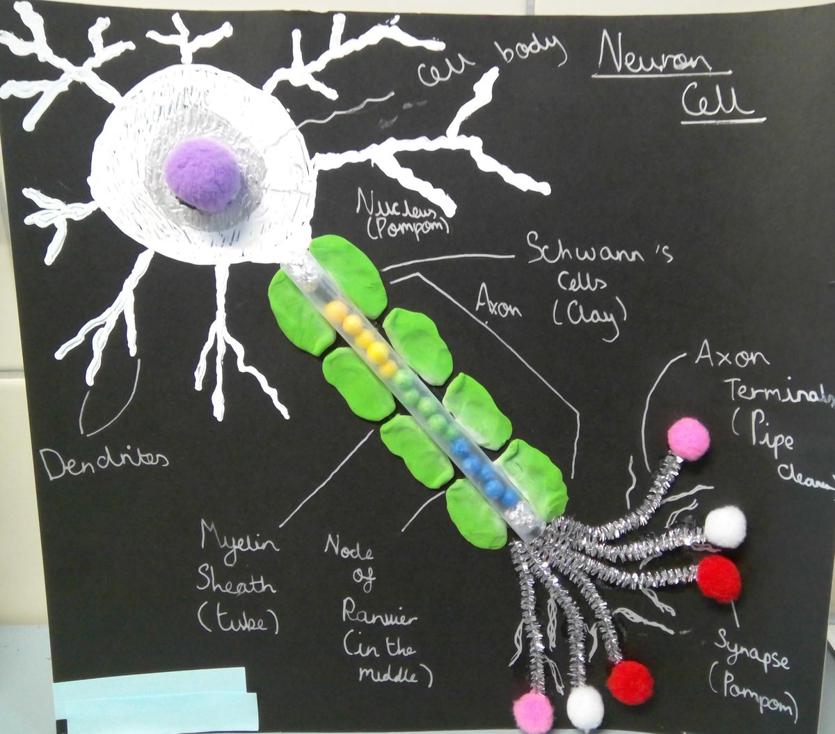 We had to share this beautiful piece of work from one of our Year 7's. A wonderful 3D representation of the anatomy of a neuron! 
#cellbiology #beautifulbiology