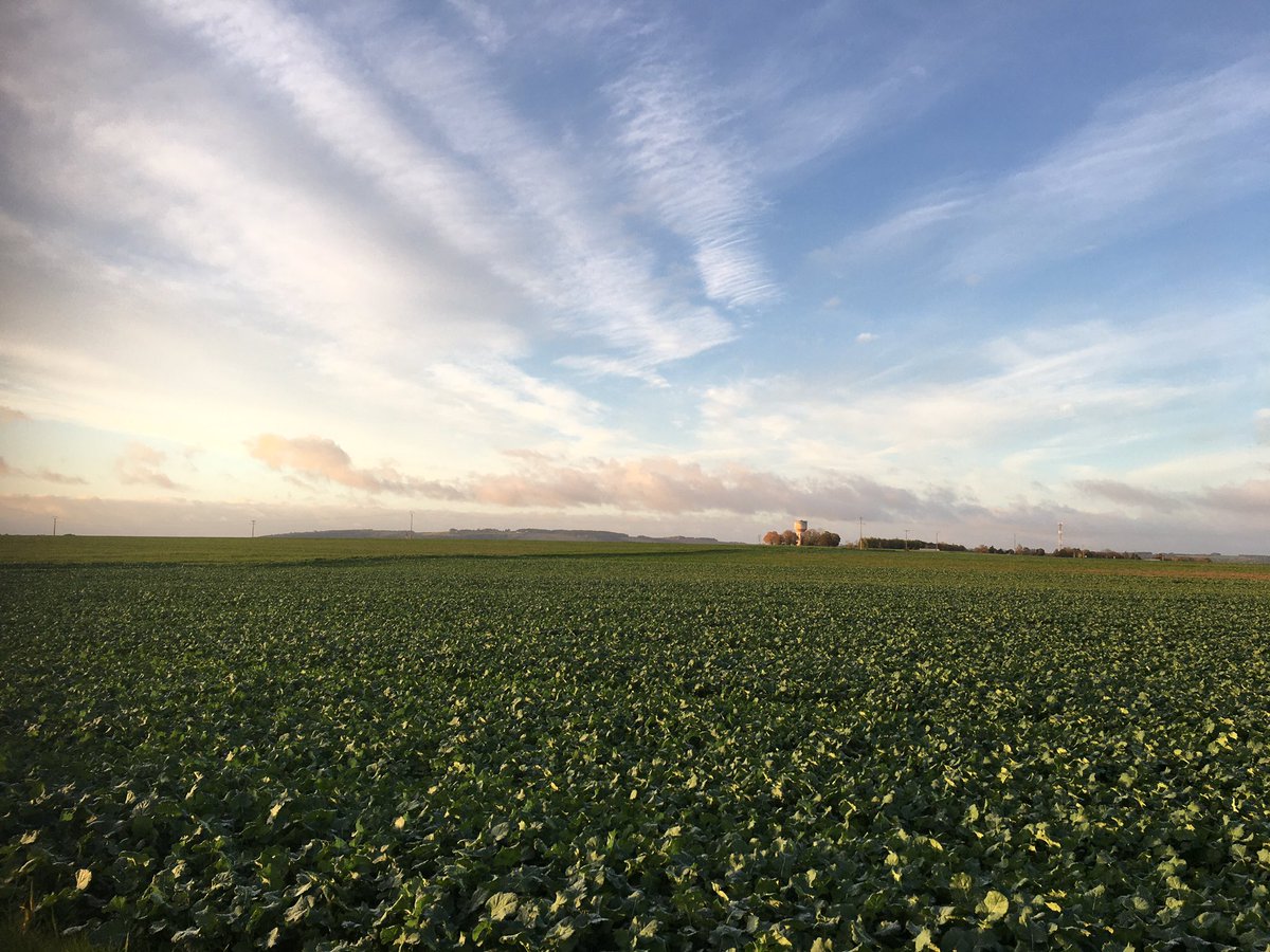 G27Marco's tweet photo. La #campagne #auboise ne sait pas encore ce qui l’attend.. alors je marche #nature #champs https://t.co/VlJqZWKIkJ