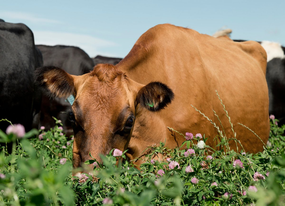 Happy cows 🐮Happy Planet 🌍 Happy People 🙋⁠

#CalfAtFoot #SustainableDairy #HappyCowMilkCompany #HappyHerd #NewZealand #NewZealandDairy #DairyIndustry #Dairy #Milk #HappyCowWay  
 #FarmLife #Agriculture #Farm #FarmToTable #Organic #EatLocal