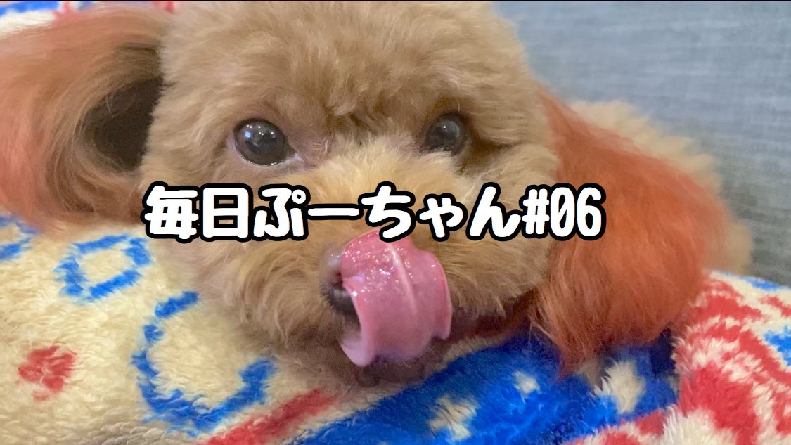 トイプードルぷー tweet media