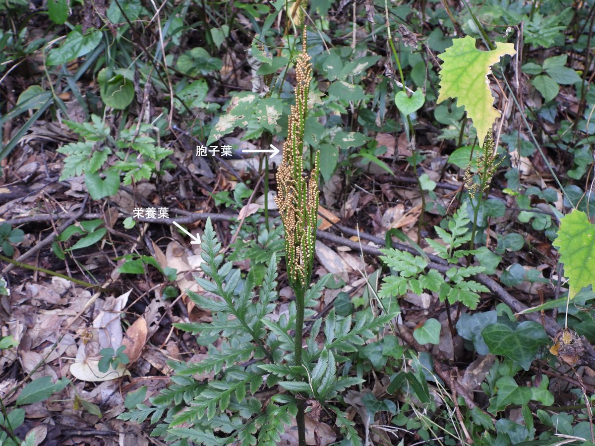 50 シダ植物 花咲く シダ植物 花咲く Akuwolublogjp