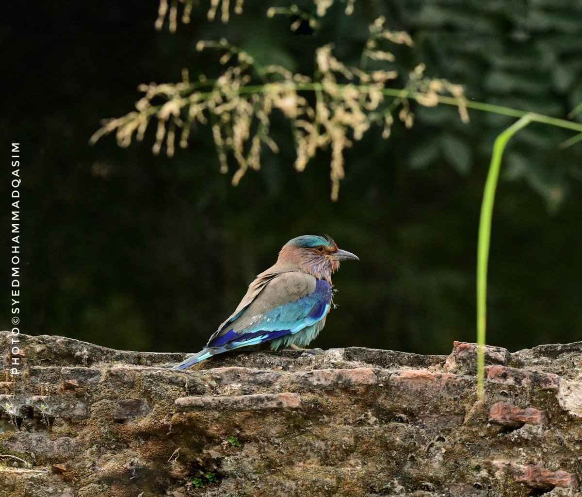 Saw brilliant blue bird of Lord Shiva, #Neelkanth , #IndianRoller near a Bargad tree.As per Ramayana traditions Sri Ram had killed Ravana after seeing Neelkanth.It is believed that sighting of this sacred bird on the day of Dussehra brings good luck