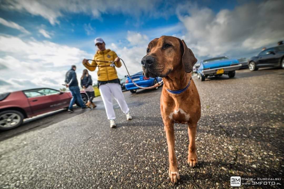 BlogPinkBlonde's tweet photo. Doggie at the meeting. Beautiful muzzle, beautiful masters of the background and me.
#doggie #rhodesian #americancars #usacar #instacar #photooftheday #fbody #fbodynaition #fbodycamaro
https://t.co/pCKVBIWghF https://t.co/m6nLhZmKC8