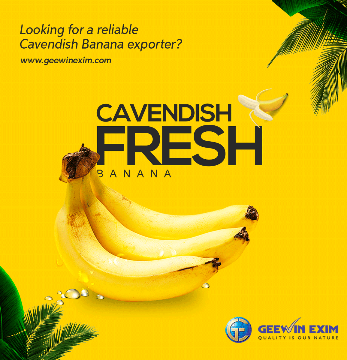 Geewin's farm is one of the largest Green Cavendish cultivating areas in the country. #Geewinexports the tastiest #CavendishBananas that are organically grown.  Visit, geewinexim.com

#BananaExporters #Bananafarms #Bananadealers #Bananawholesale #Organicbanana