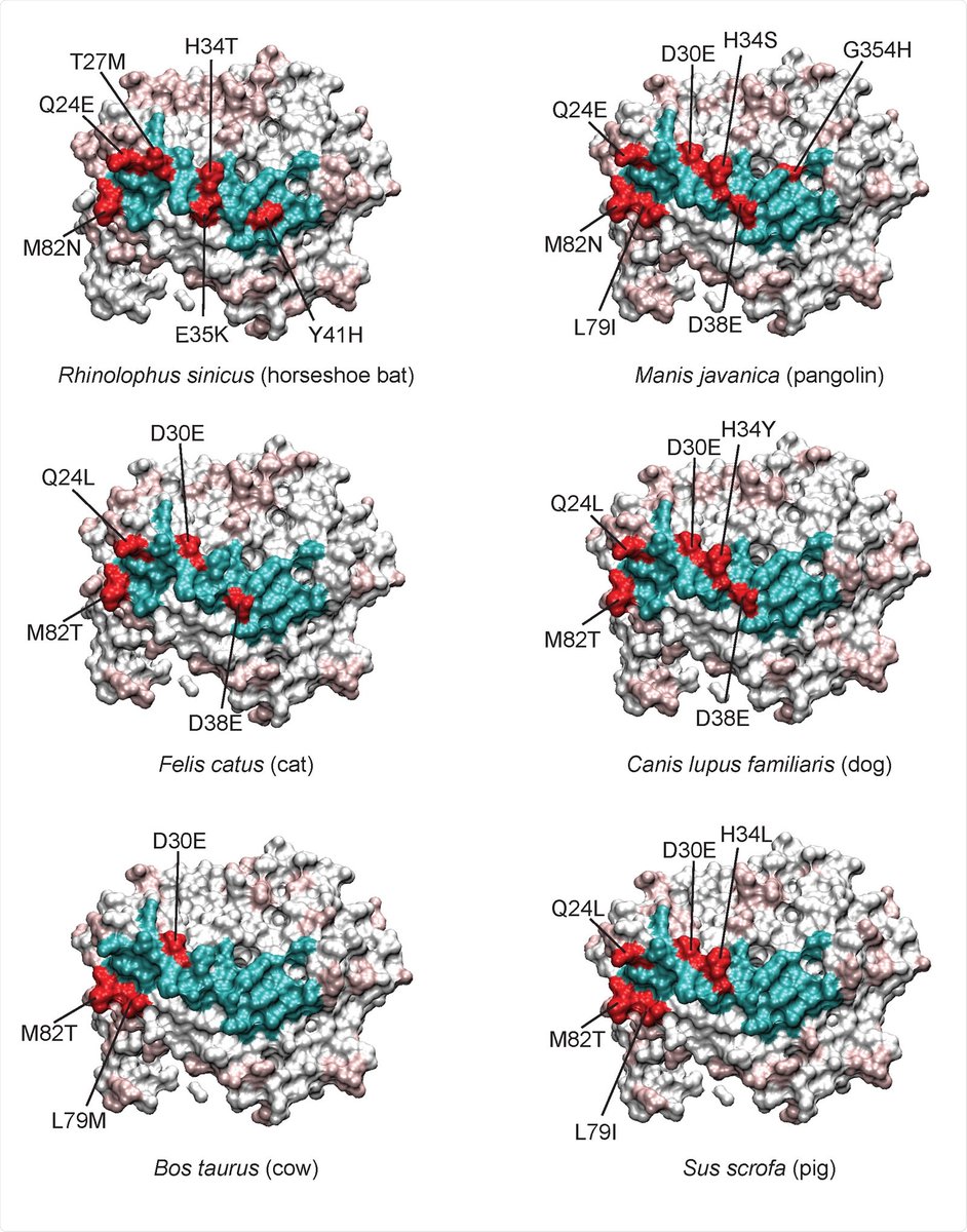 NewsMedical's tweet photo. Scientists compare ACE2 interaction with SARS-CoV-2 across species https://t.co/Zf9B84kvZ1 @biorxivpreprint @ABS_Institute @scrippsresearch #Angiotensin #ACE2 #bindingaffinity #Pandemic #Virus #Zoonosis #SARSCoV2 #RBD https://t.co/0Q5Bwgt3e1