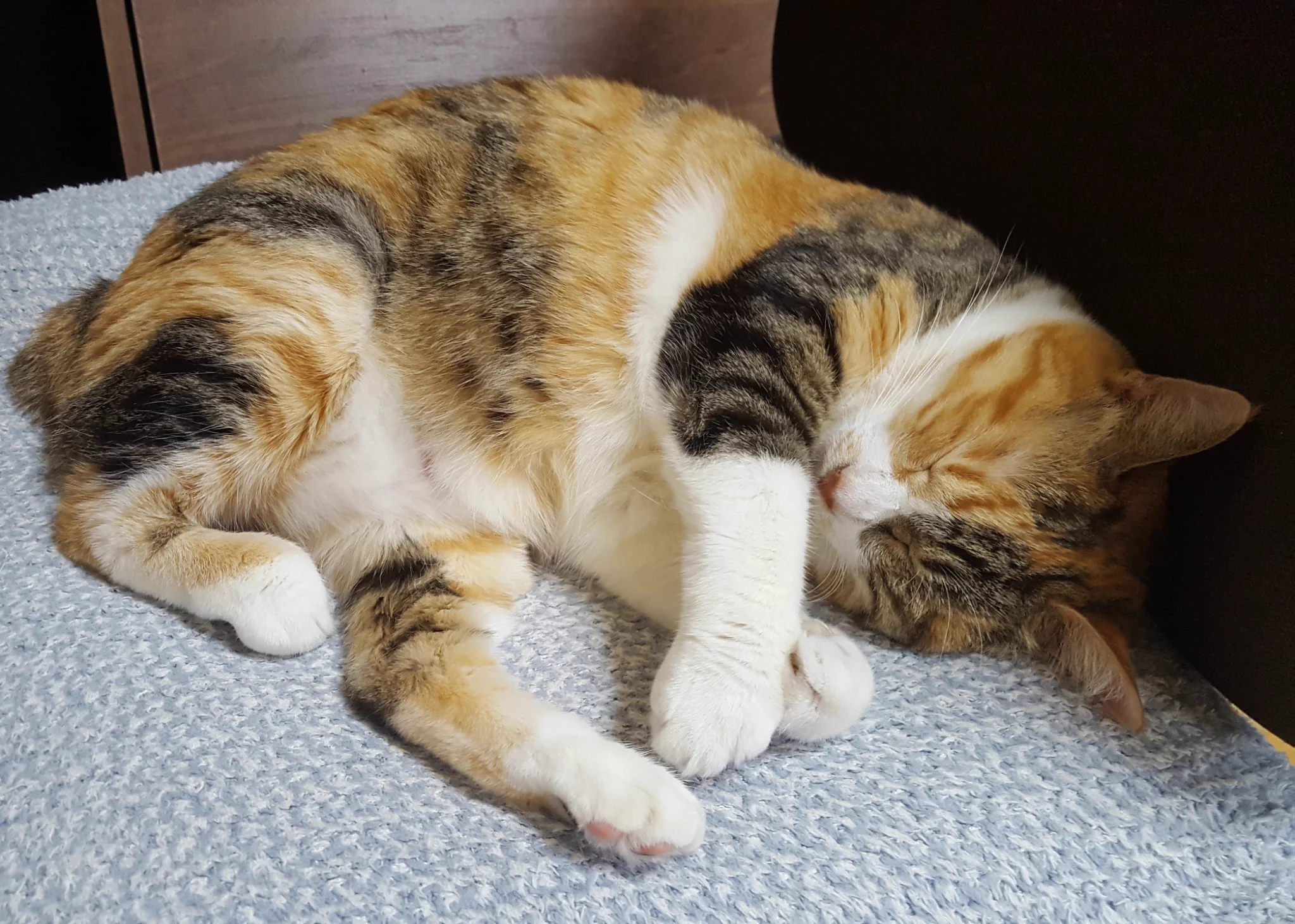 目が合うと返事をする猫ちゃん。夢の中でもしっかり返事？