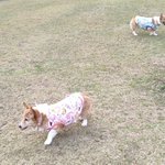 ツイートに含まれる画像