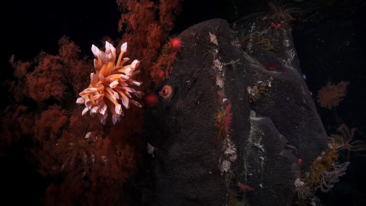 WanderingWond13's tweet photo. @SchmidtOcean 2020 #DeepCoralAdventure #OzOceans2020 #NingalooCanyons #SchoolsOutScience #VisioningCoralSea #EdgeGBR https://t.co/g5PtYWumRO